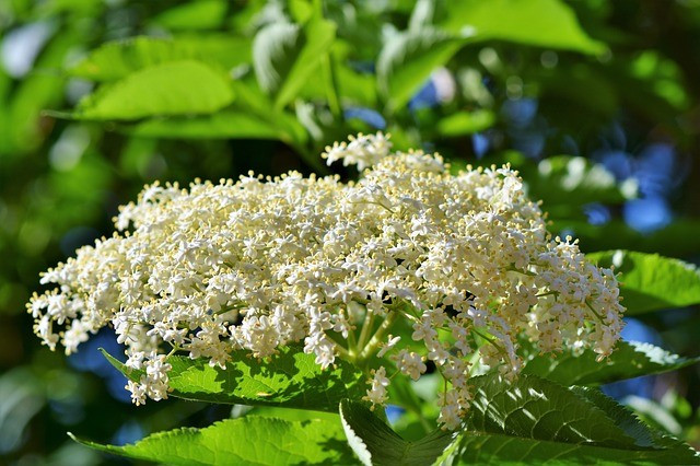 Apotheke - Bio Gyümölcstea Gyermekeknek, 20 filter Apotheke - Bio Gyümölcstea Gyermekeknek, 20 filter